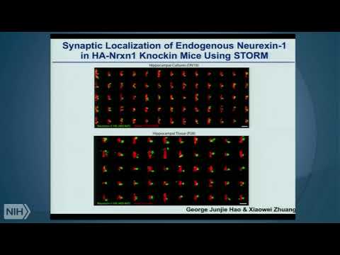 The molecular logic of synapse formation in the brain