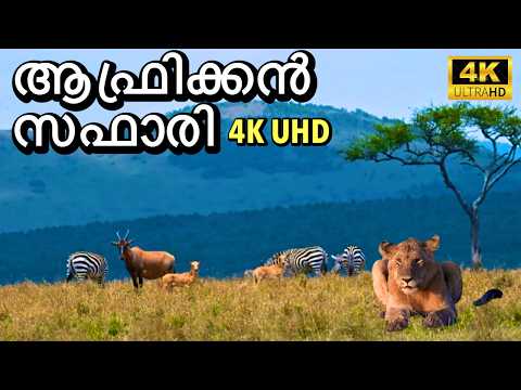 ആഫ്രിക്കൻ കാടുകളിലൂടെ | Maasai Mara in 4K UHD | Episode - 1