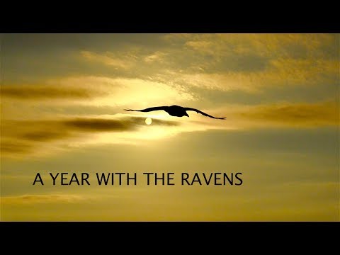 A Year With The Ravens