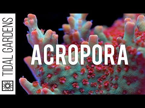 Acropora Coral Care Tips