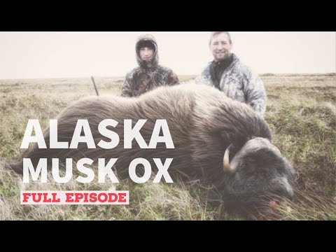 ALASKA MUSK OX