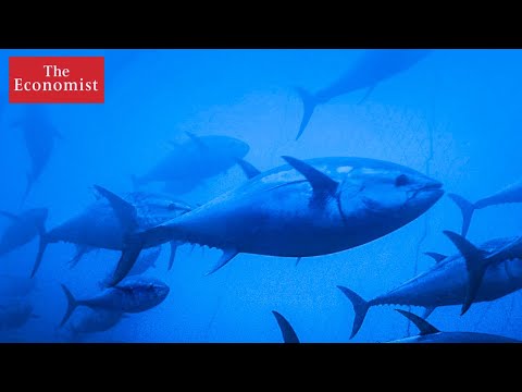 Can conservation save our ocean? | The Economist