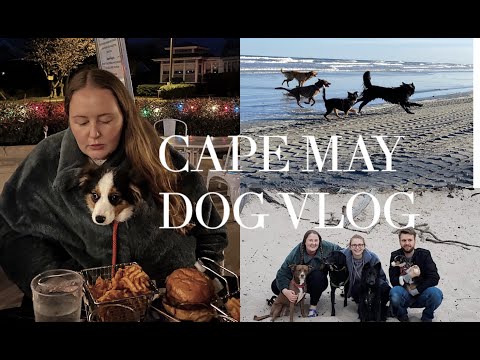 Central Park Day & Cape May NJ Roadtrip | Shelly Coco