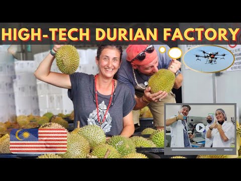 Durian Ultra Modern Factory of the Future in MALAYSIA 