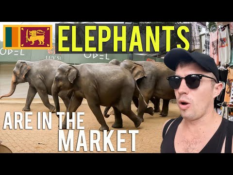 Elephants SHUT DOWN Market 
