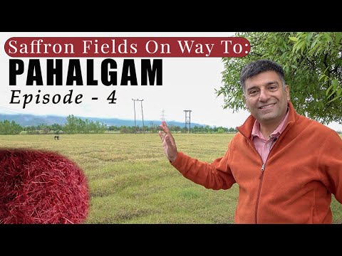 Ep 4 Srinagar to Pahalgam | Saffron Fields | Pampore”s Sheermal | Awantipur Ruins | Kashmir Tourism