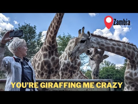 Face to Face with Giraffes! - EP. 110