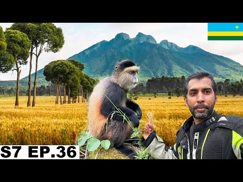 Finally Saw the Amazing Golden Monkeys in Rwanda  S7 EP.36 | Pakistan to South Africa