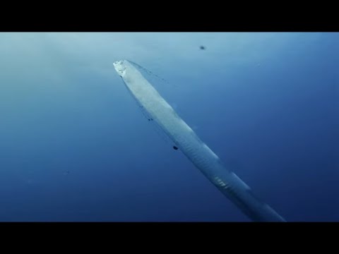 Giant Sea Serpent, Meet the Myth | 4K Documentary