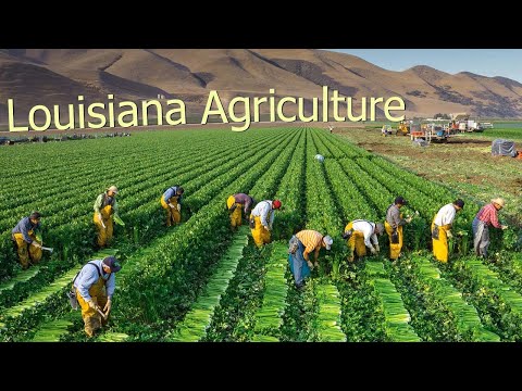 How Do Louisiana Farmers Use 8,3 Million Acres Of Farmland And 31,300 Farms - American Farming