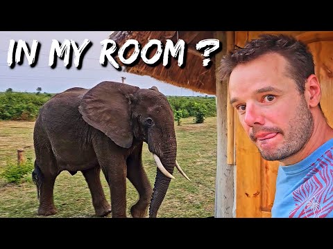 How to Deal with an Elephant in Your Room: A Survival Guide  vA 109