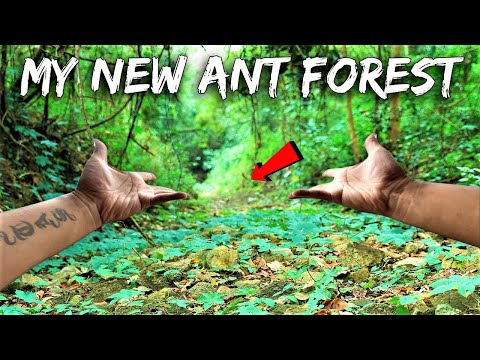 I Bought a Forest to Create a Paradise for Ants