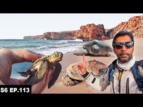 I Didn’t EXPECT to see this on the Beach EP.113 | Ras al Jinz | MIDDLE EAST Motorcycle Tour