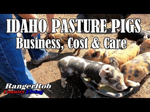 Idaho Pasture Pigs, Business, Cost & Care