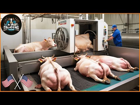 Inside the Ultimate Fattening Cow Farm – High Tech Equipment & Processing | Processing Factory