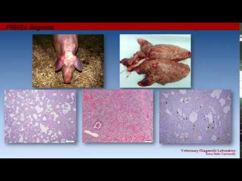 Iowa Swine Day 2017 Pablo Pineyro, Update on viruses: Seneca, PED, PRRS