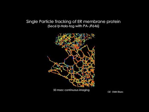 Kavli Institute for Brain and Mind:Imaging the Brain-Colon-Ramos Lippincott-Schwartz Miyawaki