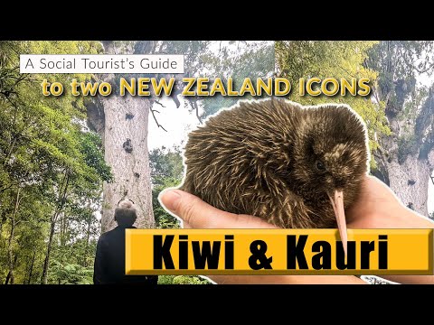 Kiwi & Kauri: A Social Tourism review of two New Zealand icons