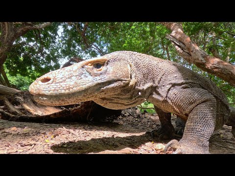 Komodo: Islands of Wonder | Documentary [4K]