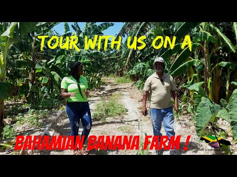 MEET AN EXTRAORDINARY BAHAMIAN BANANA FARMER/FARMING IN THE BAHAMAS/ FREEPORT BAHAMAS
