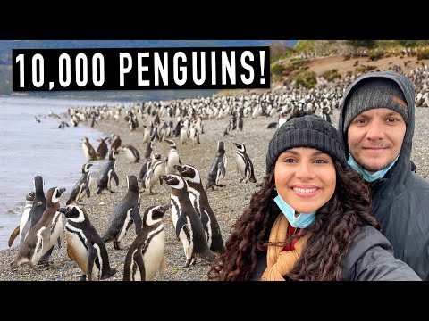 PENGUIN ISLAND IN USHUAIA! THE WORLD'S SOUTHERNMOST CITY  (PATAGONIA ARGENTINA)