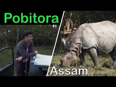 Pobitora Assam wildlife | Highest density of one horn Rhino in the world, Mayong village black magic