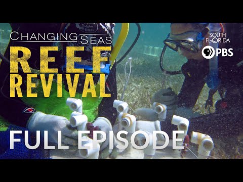 Reef Revival - Full Episode