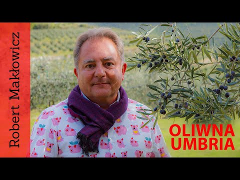 ROBERT MAKŁOWICZ UMBRIA odc.69 „Oliwna Umbria 