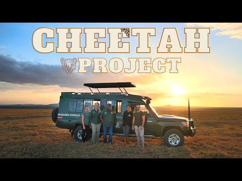 SAVING THE CHEETAHS / Behind the Scenes of Wildlife Conservation