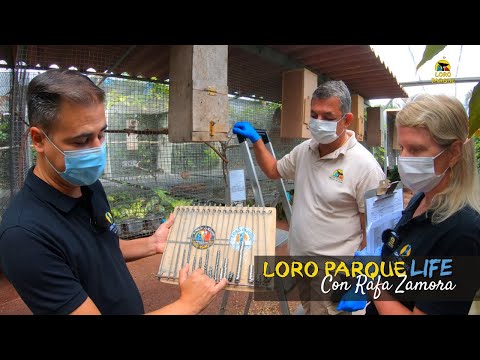 Tagging parrot chicks - S02E06 Loro Parque LIFE