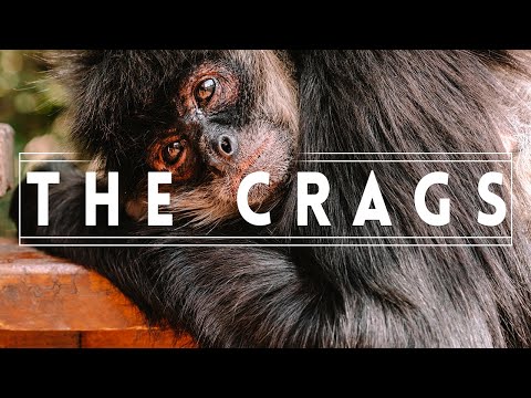 The Crags: Wildlife Sanctuary of the Garden Route, in Plettenberg Bay!