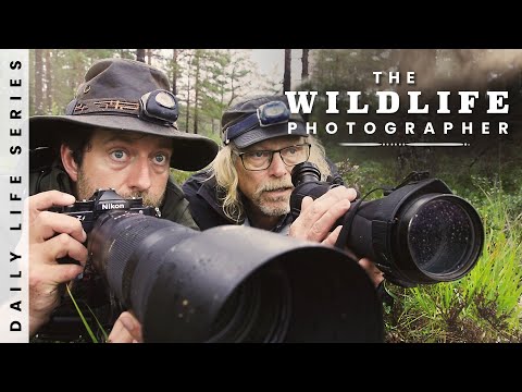 The Impossible Shot - Amazing Bird Photography in Norway - 2 Weeks Adventure, Birds of Prey, Camping