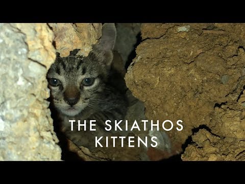 The Skiathos Kittens: Part 1