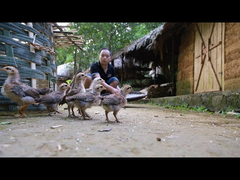 This is a big surprise! Capturing and taming wild chickens, Primitive Skills (ep182)