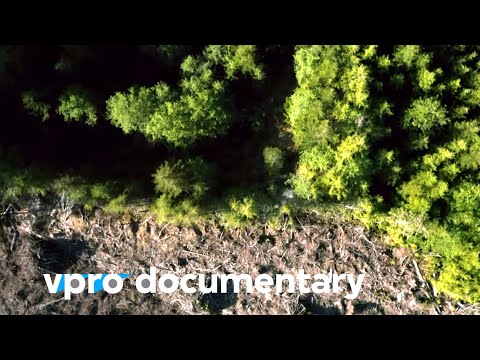 Trees will save our planet | VPRO Documentary