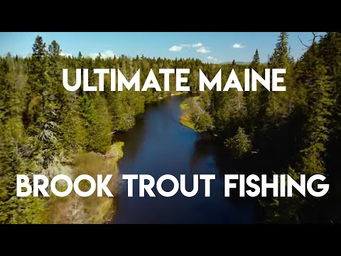 Ultimate Maine Brook Trout