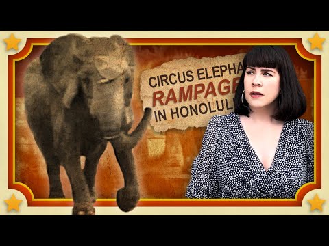 Why Did Tyke the Elephant Have to Die?