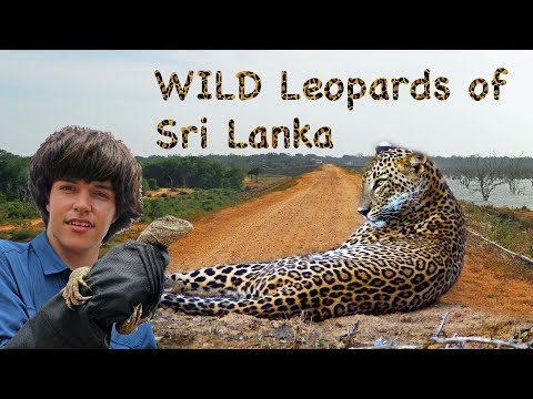 WILD Sri Lanka - Leopards of Yala NATURE DOCUMENTARY