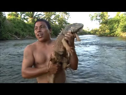 Wild Wonders of Belize: Exploring the Biodiversity Paradise | Documentary