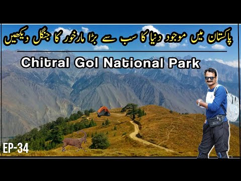 World's largest Markhor forest in Pakistan | Chitral Gol National Park | Chitral - Pakistan Tourism